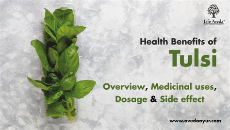 Health Benefits Of Tulsi Medicinal Uses And Dosage
