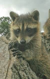 1286 Best Ti Racoon Images On Pinterest Raccoons Animals And Wild