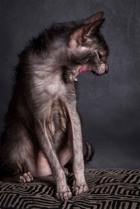 Stunning Cat That Looks Like Werewolf Hits Back At Haters With Photoshoot
