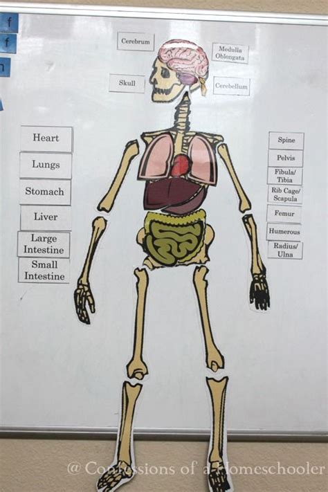 Life Size Human Anatomy Activity Confessions Of A Homeschooler