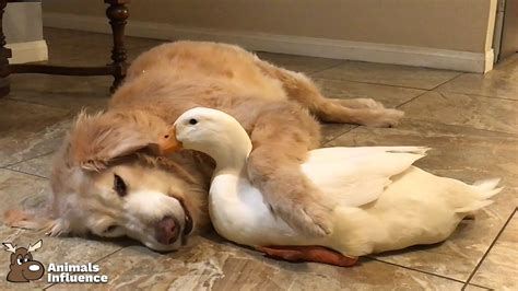 Golden Retriever Hugs Duck Ig Ducksmakesgreatpets Youtube