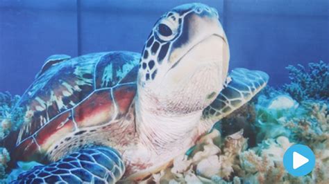 Action Plans For Marine Turtle Conservation