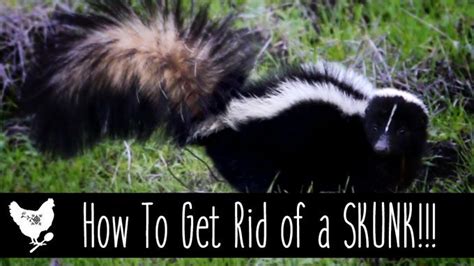How To Get Rid Of A Skunk Has A Skunk Taken Up Residence On Your