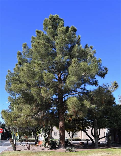 Afghan Pine Pinus Brutia Eldarica Nikon D500 180 350 M Flickr