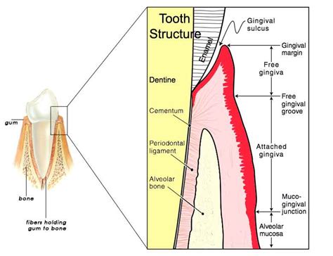 Gingival Sulcus Of The Tooth News Dentagama