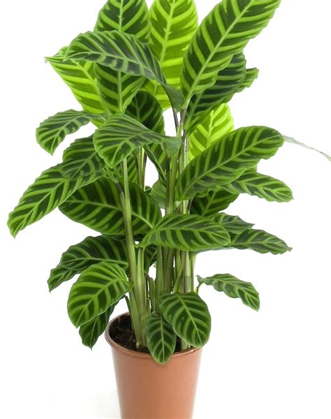 Best Indoor Plants India Without Sunlight