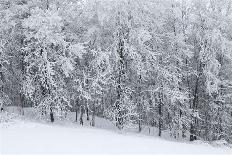 Snow Covered Trees Free Stock Photo Public Domain Pictures