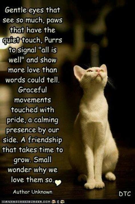 Quotes About Cats And Heaven Quotesgram