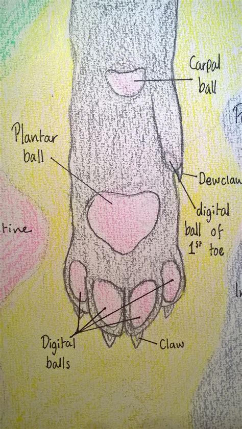 Cat Paw Anatomy By Ashstar Riverclan On Deviantart