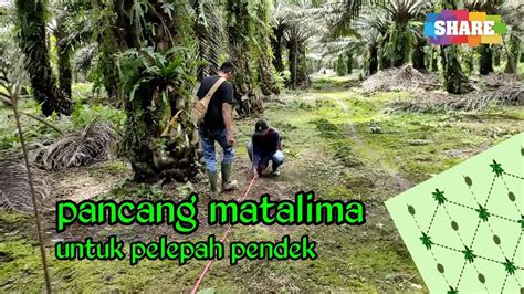 Jarak Tanam Mata Lima Kelapa Sawit Pelepah Pendek Segitiga Sama Sisi