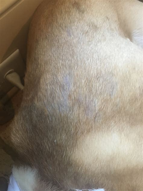 English Bulldog Has A Rash In Groin Area And Starting To Have Patchy