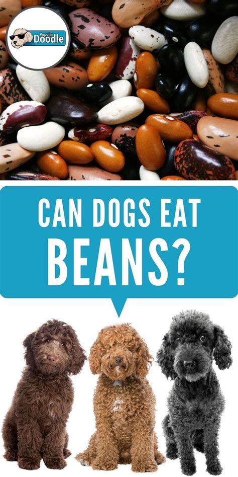 May 29, 2020 · pork 'n beans vs. Can Dogs Eat Beans? | Are Beans Good for Dogs? in 2020 ...