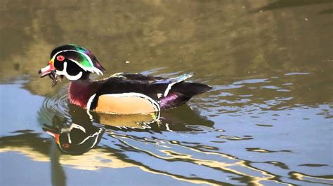 Wood Duck Eating A Frog Youtube