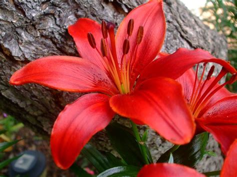 Red Tiger Lily Flowers Pinterest