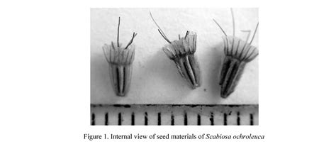Study Of Peculiarities Of Morphology And Germination Of Seeds Of