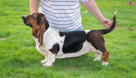 Basset Hound Dog Breed Facts Highlights And Buying Advice