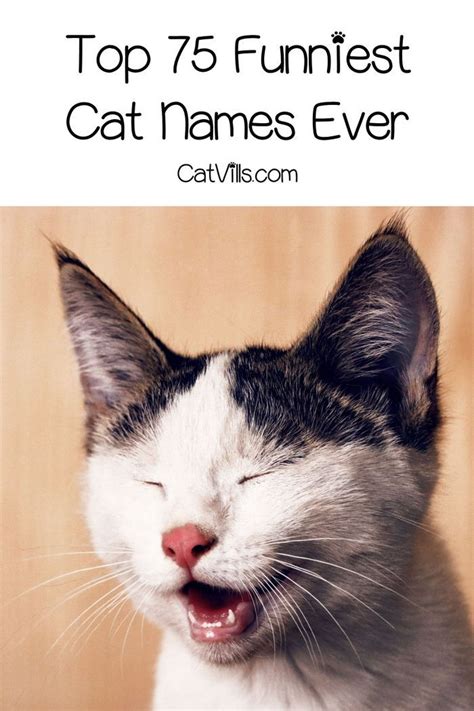 Funny Cat Names Puns Cat Mania