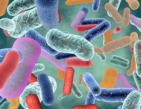 Gut Bacteria Linked To High Blood Pressure And More Than 2 Dozen Other