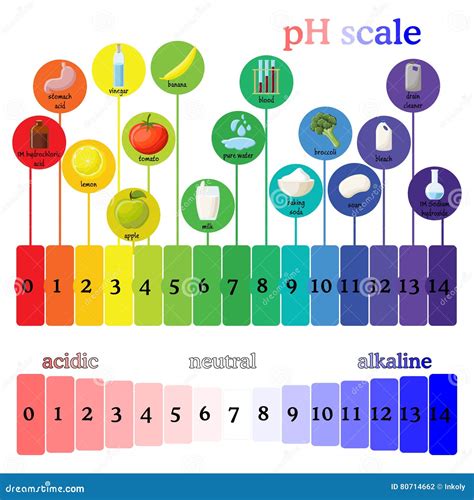 Ph Scale Litmus Paper Color Chart Stock Vector Illustration Of Base