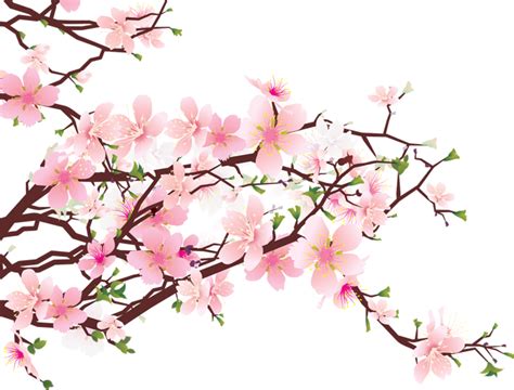 Cherry Blossom Free Download Png Transparent Background Free Download