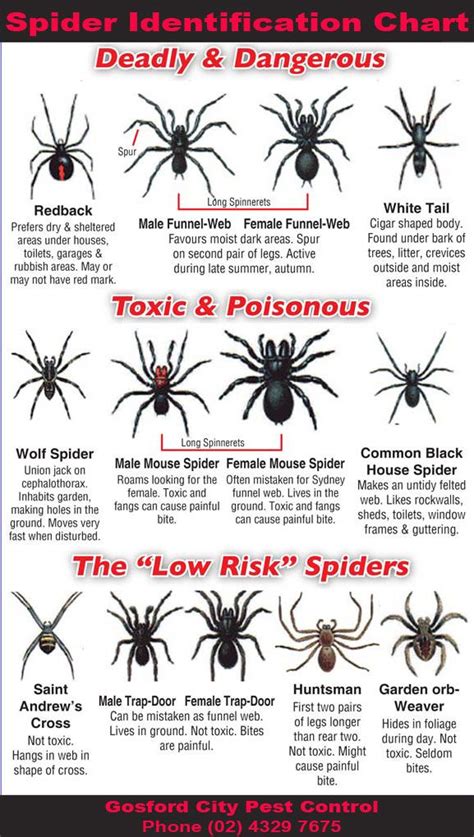 Spider Identification Chart Gosford City Pest Control Spider
