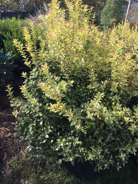 Osmanthus Goshiki This False Holly Is Deer Resistant Has Beautiful