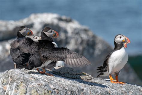 Behind The Story Reporting On The Puffin Project On A Remote Maine