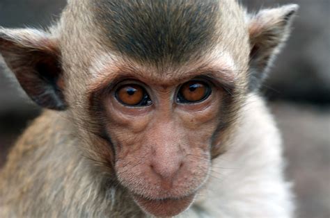 New Genetically Engineered Monkeys Show “autism Like” Behaviors