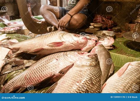 Popular Rohu Or Rohit Fish Of Indian Subcontinent Stock Image
