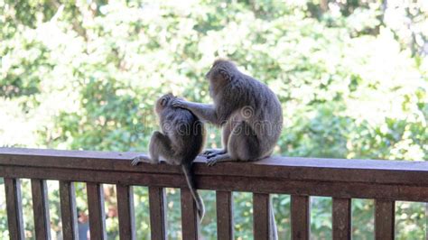 Behavior Of Monkeys In Nature Reproduction And Care For Offspring
