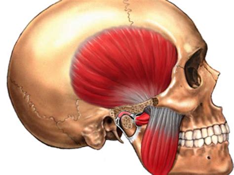 Tmj Ear Tmj Disorders Symptoms And Causes