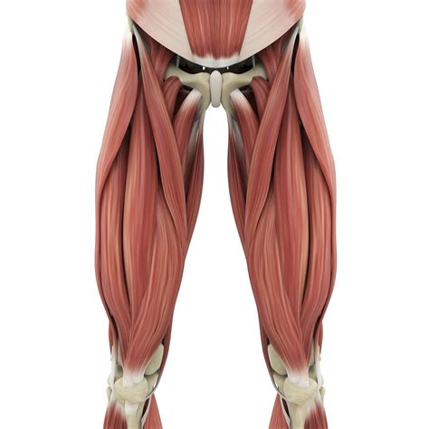 Musculos De La Pierna Anatomia Piernas Anatomia Humana Musculos Y Images