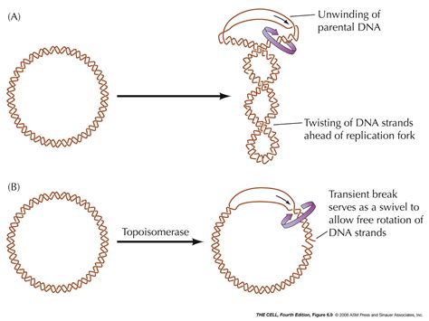 Dna Replication