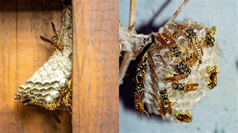 Hornet Nest Vs Wasp Nest Similarities Differences And How To Get