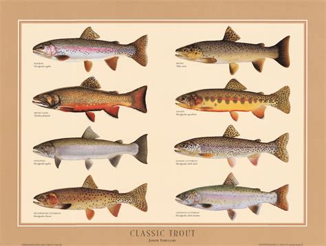 Classic Trout Poster Identification Chart Common Trout Etsy