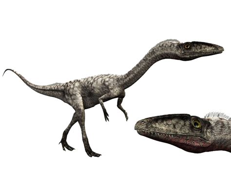 Check spelling or type a new query. Coelophysis | Dinosaur Wiki | Fandom powered by Wikia