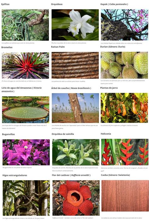 Las Plantas En La Selva Tropical Y Su Fauna Ovacen