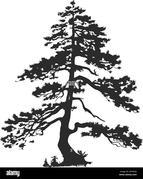 Tree Pine Silhouette Tattoo Logo Cypress Tree Evergreen Cedar Forest