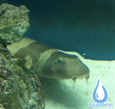 11 Facts About The Brown Banded Bamboo Shark Aquapparel