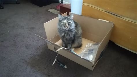 Cat Claims Box Youtube
