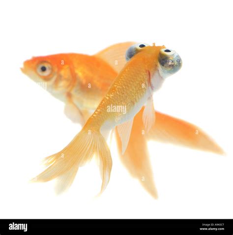 Goldfish Common Carp Carassius Auratus Comet And Celestial Stock