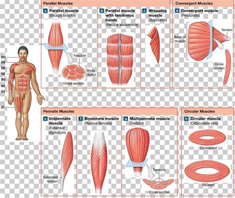 Image Result For Pennate Muscle Tissue Muscle Muscle Anatomy My XXX