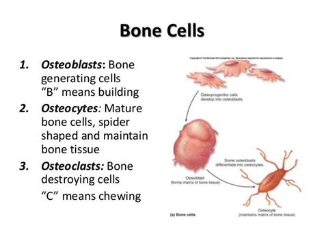 Bone Cells Human Anatomy And Physiology Medical Knowledge Tissue