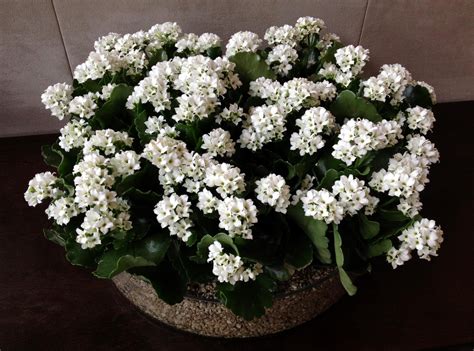 While these fake blossoms aren't as fragrant, they look splendid and require no maintenance at all. Wallpaper : kalanchoe, flowers, white, indoor, plant pots ...