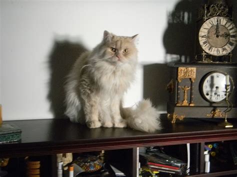 Cat And Clocks Cats Animals Clock