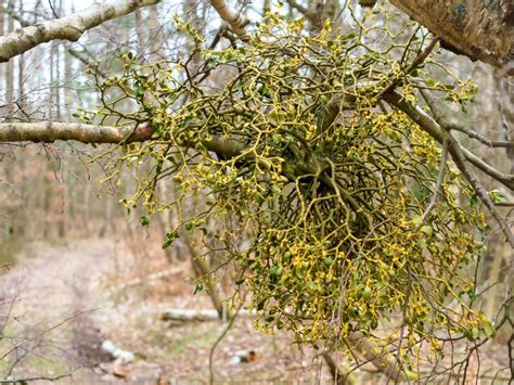 Parasitic Plant Info Learn About Different Types Of Parasitic Plants