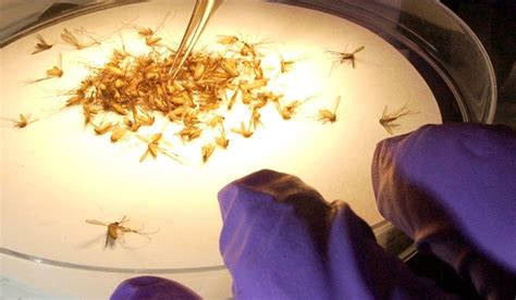 Graphene Film Promising For Blocking Mosquitoes Washington Times
