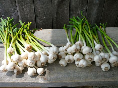 Aber auch im garten kann das weiße pulver gute dienste erweisen! Knoblauch anbauen: Aussaat, Pflege und Erntezeit - Plantura