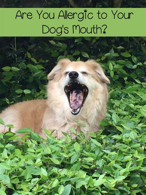 Maybe you would like to learn more about one of these? Dog Saliva - A Prime Allergen Offender - http://www ...