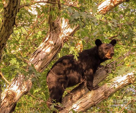 North American Black Bear Photograph By Bonnie J Thompson Fine Art